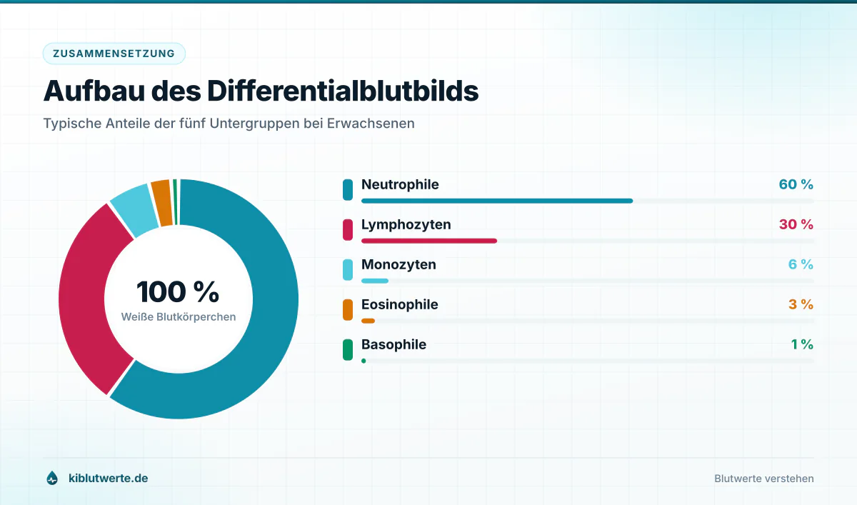 Aufbau des Differentialblutbilds Ringdiagramm des Differentialblutbilds mit den Anteilen von Neutrophilen, Lymphozyten, Monozyten, Eosinophilen und Basophilen