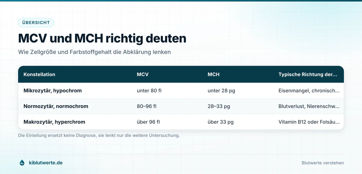 MCV und MCH richtig deuten Tabellen-Infografik zu MCV und MCH im Blutbild mit mikrozytärer, normozytärer und makrozytärer Konstellation