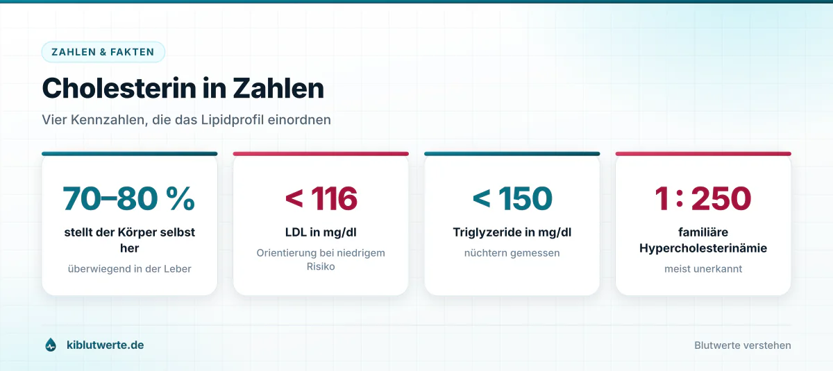 Cholesterin in Zahlen Kennzahlenkarte mit vier Werten zum Cholesterin: Eigenproduktion, LDL-Grenzwert, Triglyzeride und Häufigkeit der Erbform