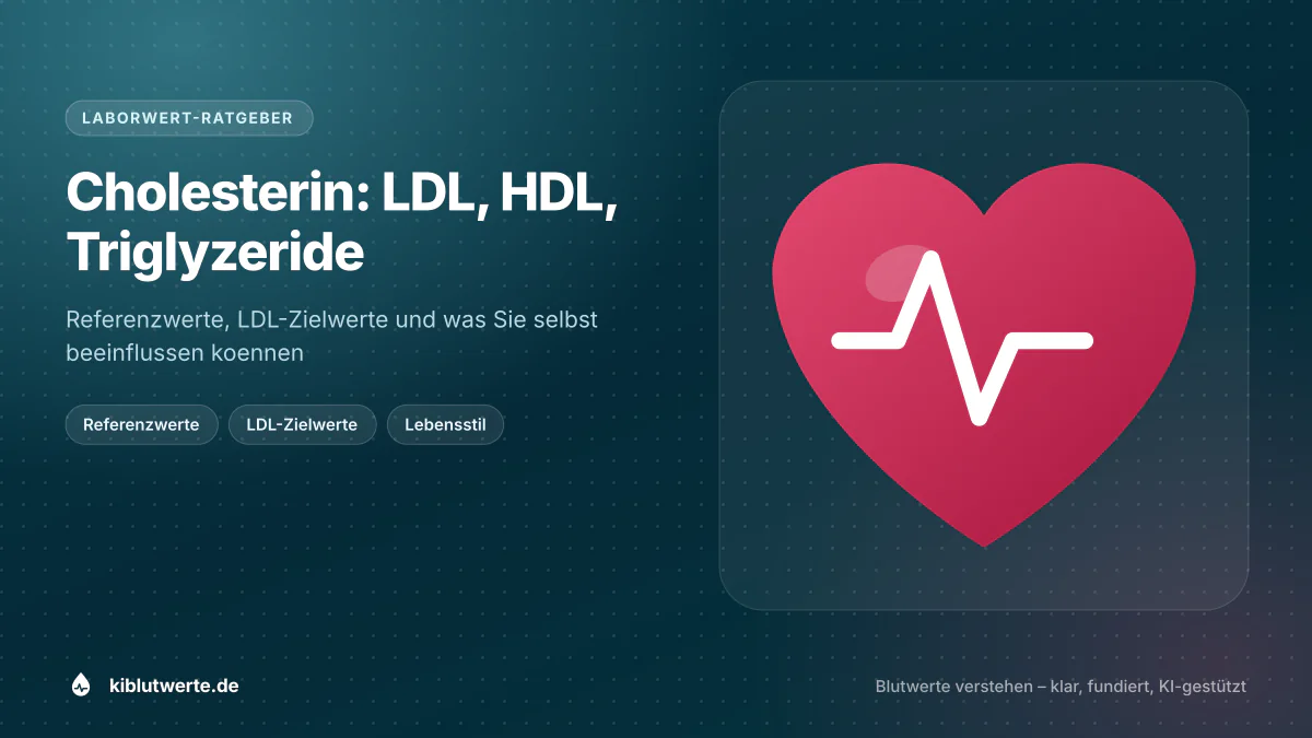 Cholesterin: LDL, HDL, Triglyzeride Titelgrafik zum Thema Cholesterinwerte mit stilisiertem Herz und Blutgefäß sowie den Stichworten LDL, HDL und Triglyzeride