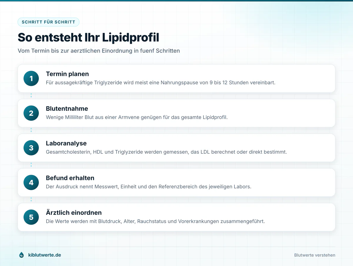 So entsteht Ihr Lipidprofil Ablaufgrafik in fünf Schritten von der Terminplanung über Blutentnahme und Laboranalyse bis zur Einordnung des Lipidprofils