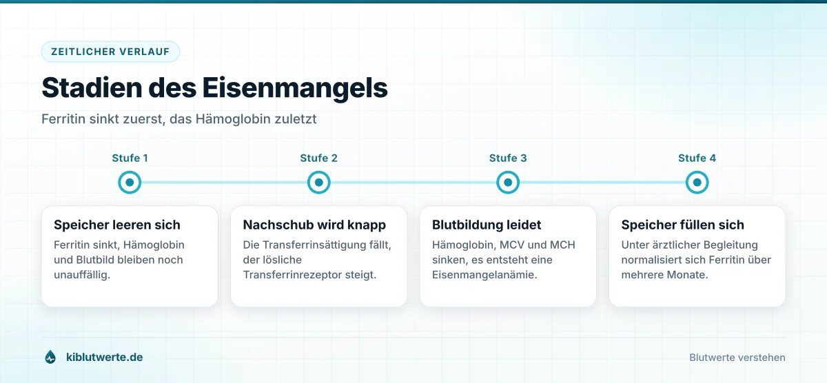 Stadien des Eisenmangels Zeitstrahl der vier Stadien des Eisenmangels von sinkendem Ferritin über niedrige Transferrinsättigung bis zur Anämie