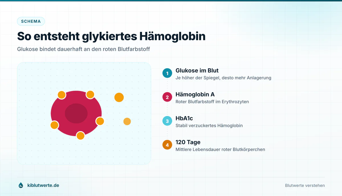 So entsteht glykiertes Hämoglobin Schema zur Entstehung des HbA1c: Glukose lagert sich im roten Blutkörperchen an Hämoglobin an und bleibt gebunden