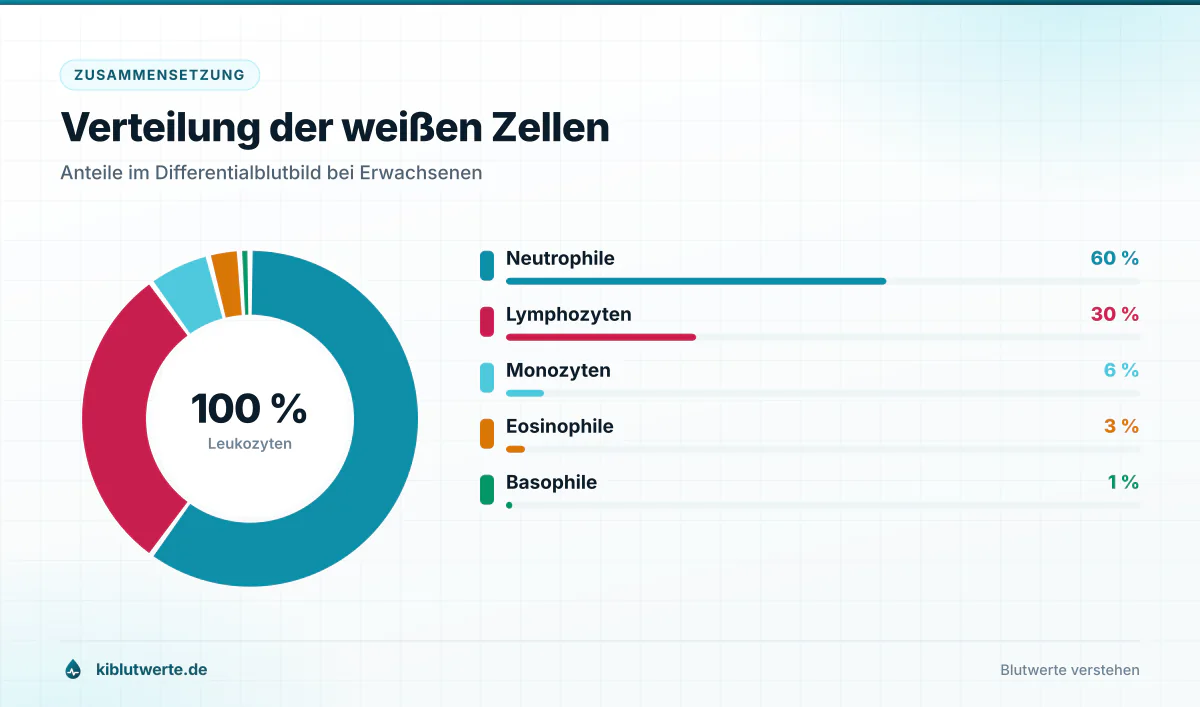 Verteilung der weißen Zellen Ringdiagramm zu KI Laborwerten mit den Anteilen von Neutrophilen, Lymphozyten, Monozyten, Eosinophilen und Basophilen