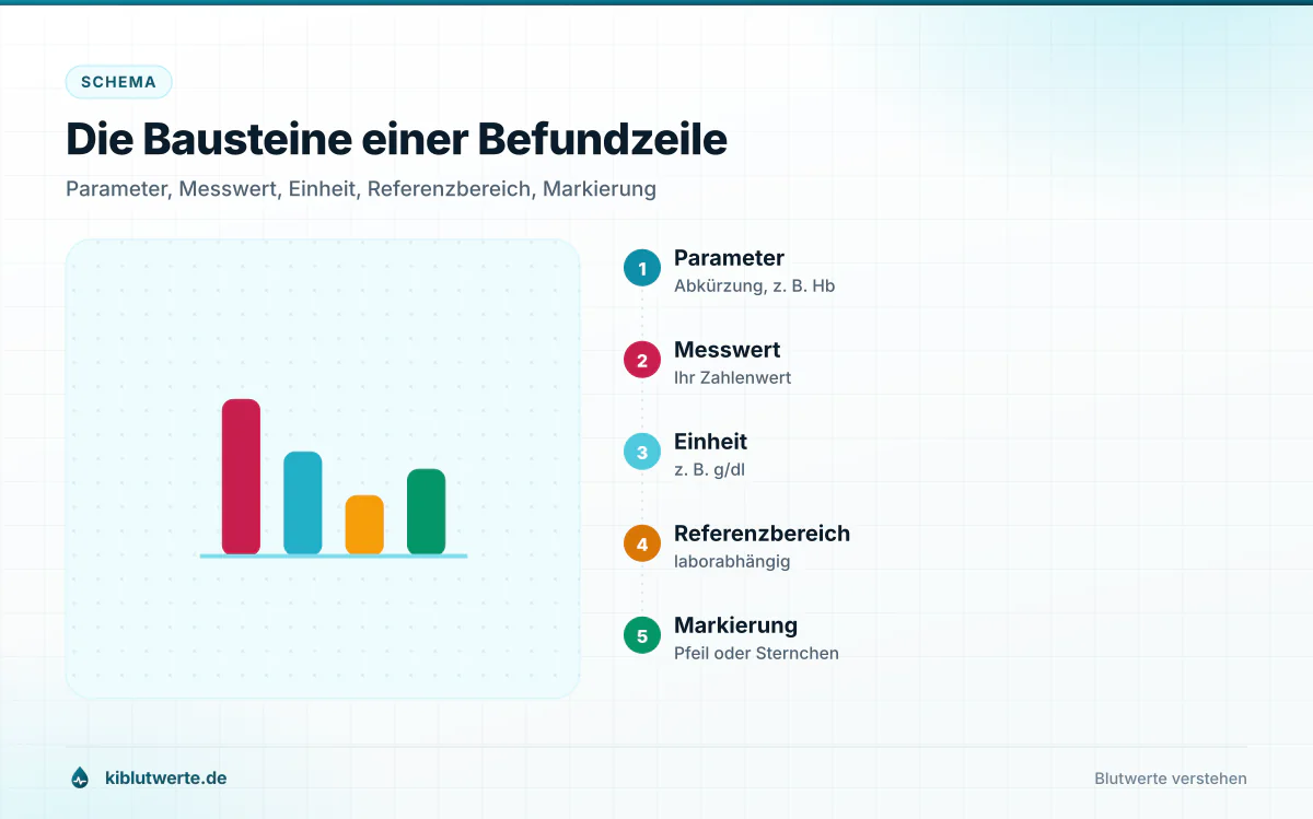 Die Bausteine einer Befundzeile Schema zum Laborbefund lesen mit beschrifteten Spalten für Parameter, Messwert, Einheit, Referenzbereich und Markierung