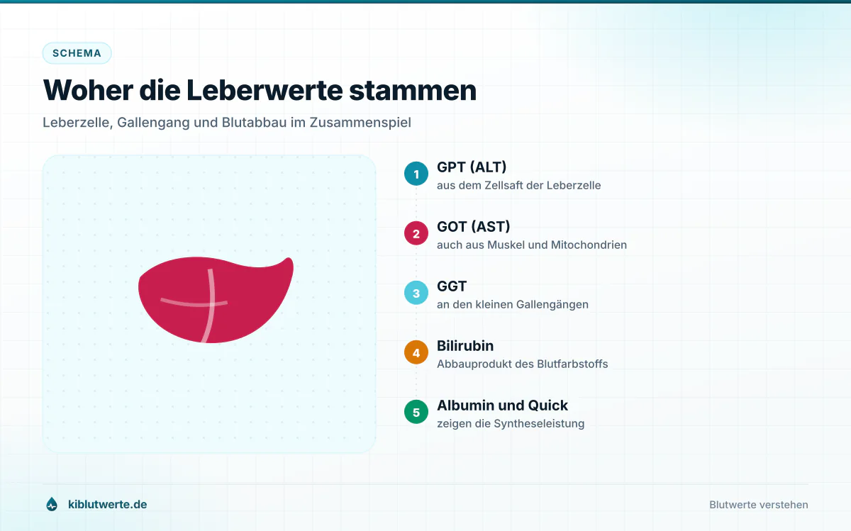 Woher die Leberwerte stammen Schema der Leber mit Beschriftung von GPT aus der Leberzelle, GOT aus den Mitochondrien, GGT am Gallengang und Bilirubin