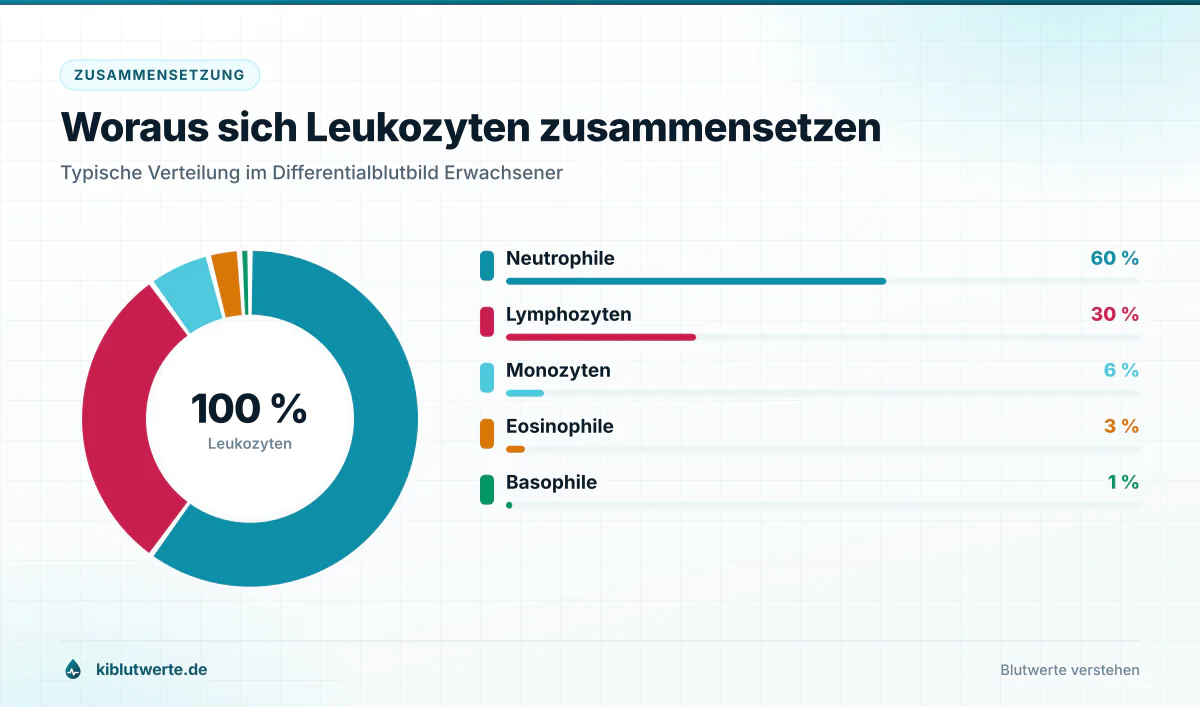 Woraus sich Leukozyten zusammensetzen Ringdiagramm zur Zusammensetzung der Leukozyten mit Neutrophilen, Lymphozyten, Monozyten, Eosinophilen und Basophilen