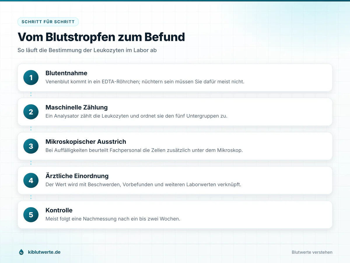 Vom Blutstropfen zum Befund Ablaufgrafik in fünf Schritten von der Blutentnahme über die Zählung bis zur ärztlichen Einordnung der Leukozyten