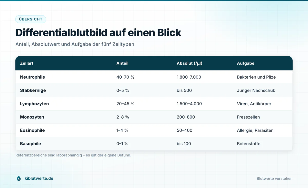 Differentialblutbild auf einen Blick Tabellengrafik mit den Normwerten des Differentialblutbilds in Prozent und absolut pro Mikroliter Blut
