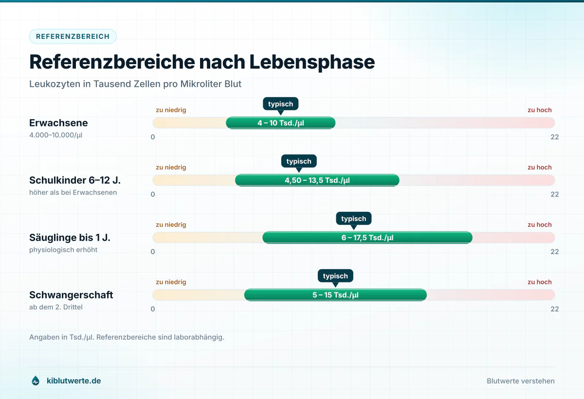 Referenzbereiche nach Lebensphase Skalengrafik der Leukozyten-Referenzwerte für Erwachsene, Schulkinder, Säuglinge und Schwangere in Tsd. pro Mikroliter