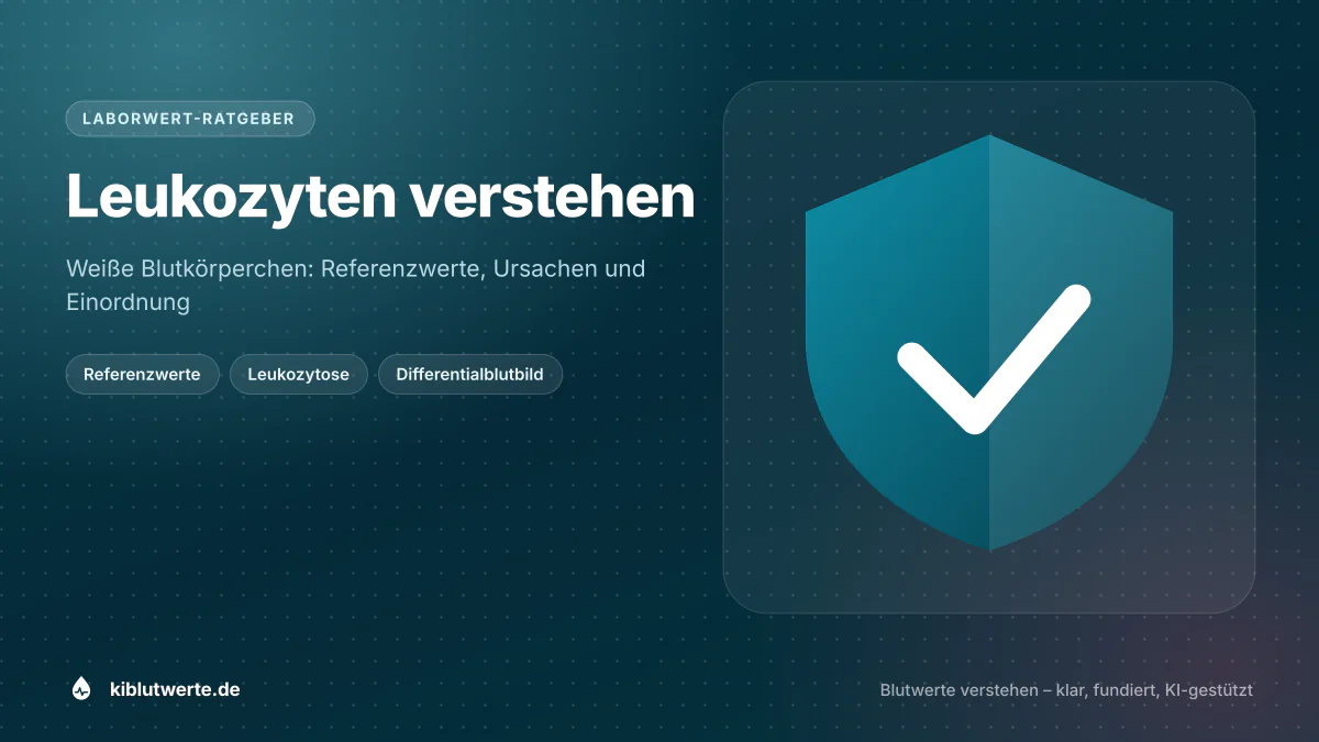 Leukozyten verstehen Titelbild zum Thema Leukozyten zu hoch mit stilisierten weißen Blutkörperchen und einem Schutzschild-Symbol