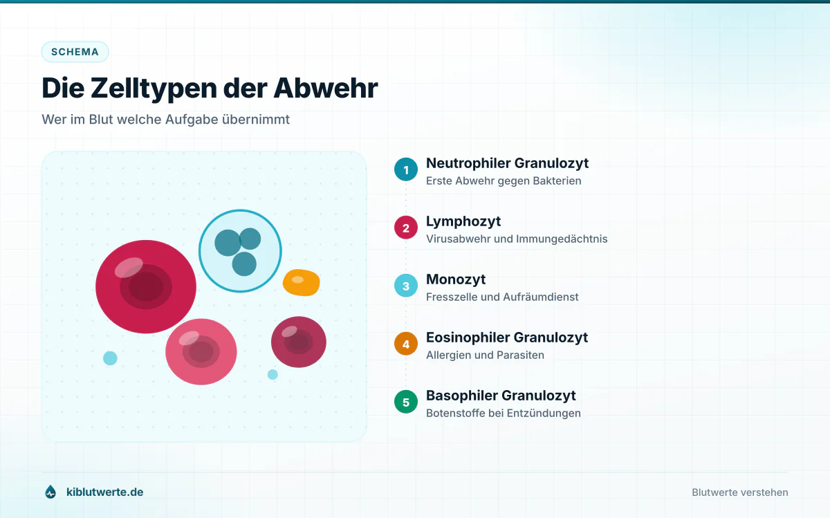 Die Zelltypen der Abwehr Beschriftetes Schema der Blutzellen mit neutrophilen Granulozyten, Lymphozyten, Monozyten und weiteren Leukozyten