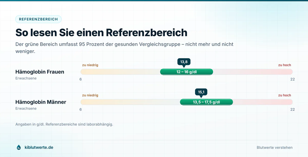 So lesen Sie einen Referenzbereich Skala mit grünem Referenzbereich für Hämoglobin bei Frauen und Männern sowie Markierungen für zu niedrige und zu hohe Werte
