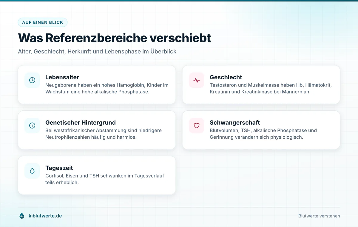 Was Referenzbereiche verschiebt Übersichtskarte mit fünf Faktoren, die Referenzwerte Blut verschieben, darunter Alter, Geschlecht, Herkunft und Schwangerschaft