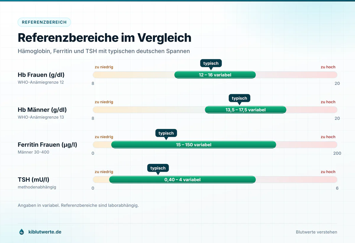 Referenzbereiche im Vergleich Skalengrafik mit Referenzbereichen für Hämoglobin bei Frauen und Männern sowie Ferritin und TSH als Referenzwerte Blut